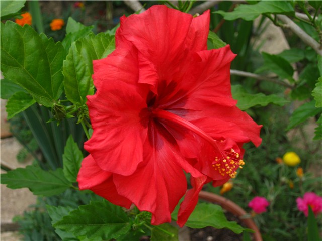 hibiskus